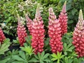 Lupinus 'Beefeater'