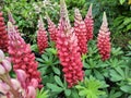 Lupinus 'Beefeater'