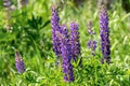 Lupinus closeup view. Commonly known as lupin, lupine, or regionally bluebonnet etc.