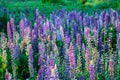 Lupinus, commonly known as lupin or lupine Royalty Free Stock Photo