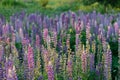 Lupinus, commonly known as lupin or lupine Royalty Free Stock Photo