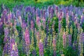 Lupinus, commonly known as lupin or lupine Royalty Free Stock Photo