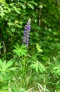 Lupinus, commonly known as lupin or lupine flower. Royalty Free Stock Photo