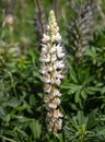 White Lupine flower and bee Royalty Free Stock Photo