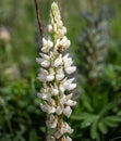 White Lupine flower and bee Royalty Free Stock Photo