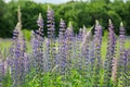Lupinus, commonly known as lupin or lupine - genus of flowering plants Royalty Free Stock Photo