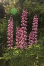 Lupinus, commonly known as lupin or lupine Royalty Free Stock Photo