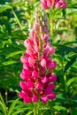 Lupinus, commonly known as lupine or lupine, Seeds of various species of lupines have been used in reaching more than 3,000 years