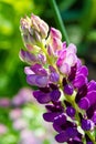 Lupinus, commonly known as lupine or lupine, Seeds of various species of lupines have been used in reaching more than 3,000 years