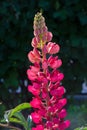 Lupinus, commonly known as lupine or lupine, Seeds of various species of lupines have been used in reaching more than 3,000 years