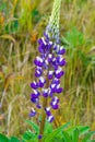 Lupinus, commonly known as lupine or lupine, Seeds of various species of lupines have been used in reaching more than 3,000 years