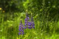 Lupinus field with pink purple and blue flowers. A field of lupines. Violet and pink lupin in meadow. Purple and pink lupin bunch