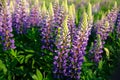 Lupinus field with pink purple and blue flowers.