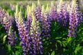 Lupinus field with pink purple and blue flowers.