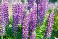 Lupinus field with pink purple and blue flowers in sunny day. A field of lupines. Violet and pink lupin in meadow