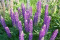 Lupinus field with pink purple and blue flowers in sunny day. A field of lupines. Violet and pink lupin in meadow