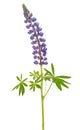 Lupinus flower isolated Royalty Free Stock Photo