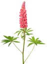 Lupinus flower Royalty Free Stock Photo