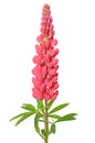 Lupinus flower Royalty Free Stock Photo