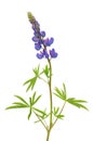 Lupinus flower Royalty Free Stock Photo