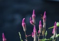 Lupinus flower series Bee Royalty Free Stock Photo