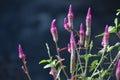 Lupinus flower series Bee Royalty Free Stock Photo