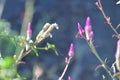 Lupinus flower series Bee Royalty Free Stock Photo