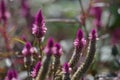 Lupinus flower series Bee Royalty Free Stock Photo