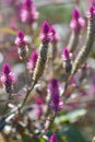 Lupinus flower series Bee Royalty Free Stock Photo
