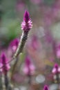 Lupinus flower series stand proud Royalty Free Stock Photo