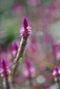 Lupinus flower series stand proud Royalty Free Stock Photo