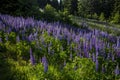 Lupinus flowers on a mountain meadow in the High Tatras in Slovakia Royalty Free Stock Photo