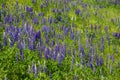 Lupinus flowers on a mountain meadow in the High Tatras in Slovakia Royalty Free Stock Photo