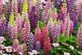 Lupinus in the garden after the rain