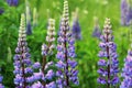 Lupinus, lupin, lupine field with blue flowers. Bunch of lupines summer flower background Royalty Free Stock Photo