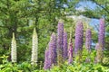 Lupinus, lupin, lupine field with blue flowers Royalty Free Stock Photo