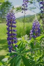 Lupinus, lupin, lupine field with blue flowers. Royalty Free Stock Photo