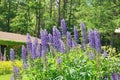 Lupinus, lupin, lupine field with blue flowers Royalty Free Stock Photo