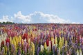 Lupinus, lupin, lupine field with colorful flowers Royalty Free Stock Photo