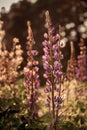 Lupinus, lupin, lupine field with flowers. Bunch of lupines summer flower background. Royalty Free Stock Photo