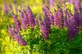 Lupinus, lupin, lupine field with pink purple and blue flowers Royalty Free Stock Photo