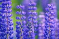 Lupinus, lupin, lupine field with pink purple and blue flowers Royalty Free Stock Photo