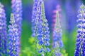 Lupinus, lupin, lupine field with pink purple and blue flowers Royalty Free Stock Photo