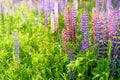 Lupinus, lupin, lupine field with pink purple and blue flowers Royalty Free Stock Photo