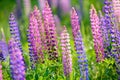 Lupinus, lupin, lupine field with pink purple and blue flowers Royalty Free Stock Photo