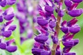 Lupinus, lupin, lupine field with pink purple and blue flowers Royalty Free Stock Photo