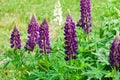 Lupinus, lupin, lupine field with pink purple and blue flowers Royalty Free Stock Photo