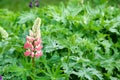 Lupinus, lupin, lupine field with pink purple and blue flowers Royalty Free Stock Photo