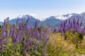 Lupinus, lupin, lupine field with pink purple and blue flowers. Bunch of lupines summer flower background Royalty Free Stock Photo