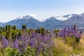 Lupinus, lupin, lupine field with pink purple and blue flowers. Bunch of lupines summer flower background Royalty Free Stock Photo